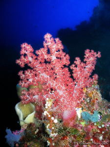 Soft coral at Bunaken by Brian Mayes 